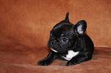 BOULEDOGUE FRANCAIS 778